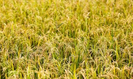 Envases para Agroquímicos
